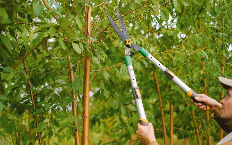 Tree trimming in Scarbro, WV